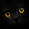 Blackcatcard: IBAN Mastercard