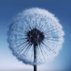 Galaxy S3 Dandelion LWP