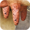 Milk The Cow